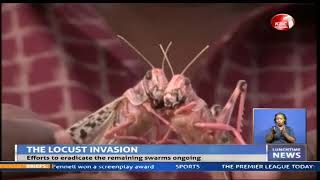 Kenya manages to contain the second wave of desert locust invasion