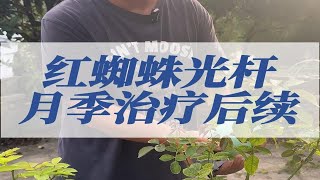 红蜘蛛光杆月季治疗后续