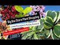 Big Box Store Plant Shopping Lowe's Houseplants Seasonal Holiday Plants Poinsettais Vareigated Plant