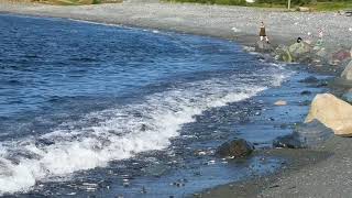 Capelin rolling in on the waves at Witless Bay, NL