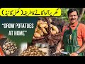 GROW POTATOES AT HOME || Gardening With Javed Iqbal