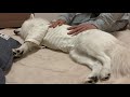 寝ながらマッサージされる日本スピッツちぃ。 japanesespitz chi. feels comfortable being massaged while sleeping.