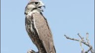 rescue luggar falcon for release/ shaheen male for season 2024