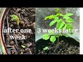 how to grow drumstick plant moringa from seeds విత్తనాల నుండి మునగ మొక్కను ఎలా పెంచాలి