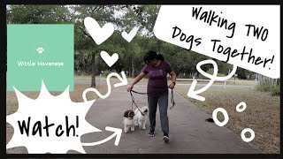 How To Walk Two Dogs Together For The First Time | Wittle Havanese