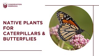 Native Plants for Caterpillars and Butterflies