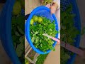 harvesting time organic veges and fruits in my beautiful happy green terrace garden my happiness ❤️💚