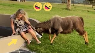 🤣🤣Best Funny Videos compilation - Fail And Pranks😂 TRY NOT TO LAUGH #13