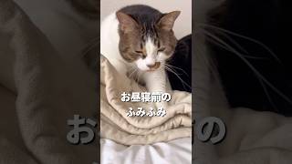 お昼寝前にふみふみするトラちゃん🐯💕#猫 #猫動画 #cat