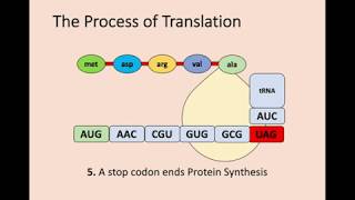 Higher Biology - 1.3 Gene Expression