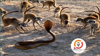 Shurun shuurka | shuuq-shuuqa | meerkats |wildlife| duurjoog | xayawaano