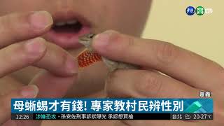 抓母的才給錢! 嘉縣懸賞蜥蜴惹議