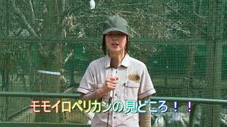 ツヨシのゴー！ＧＯ！動物園 vol 15 モモイロペリカン