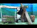 圓仔一動不動超可愛，圓仔擅長拍照 熊貓貓熊the giant panda yuan yuan and yuan bao 台北市立動物園