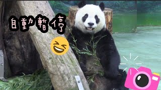 圓仔一動不動超可愛，圓仔擅長拍照|熊貓貓熊The Giant Panda Yuan Yuan and Yuan Bao|台北市立動物園