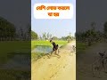 বেশি লোভ করলে যা হয় 🤣 shorts funny comedy entertainment funnyshorts youtubeshorts viralvideo