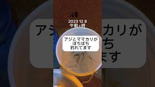 北九州の海　２０２３　12  8 アジとママカリが釣れてるよ　#shorts