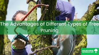 The Advantages of Different Types of Tree Pruning - Melbourne Tree Removal Guys