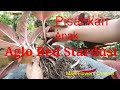 Tips Bongkar dan Pisahkan anak Aglo Red Stardust ala kebun M&R Flowers