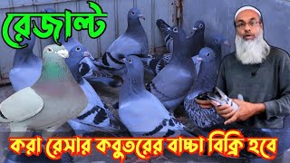 রেসার কবুতরের বাচ্চা বিক্রি হবে| resar kabutar|রেসার কবুতর| racer kabootarkabutar|রেসার কবুতরের দাম|