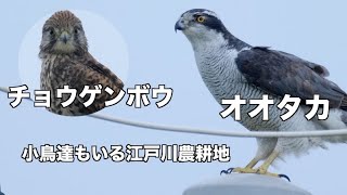 オオタカ チョウゲンボウと小さな野鳥 江戸川農耕地