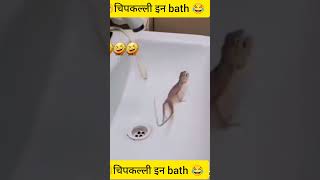 चिपकलली इन bath || छिपकली की कहानी || छिपकली की कॉमेडी || छिपकली की कार्टून hindi stories