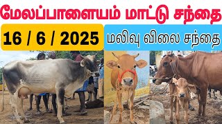 16 / 6 / 2025 / மேலப்பாளையம் மாட்டு சந்தை #மாடு #மாடுவளர்ப்பு #மாட்டுசந்தை #cow #cowfarm #cowmarket