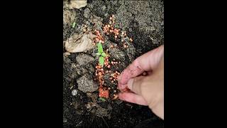 Merinding melihat hasilnya, cara sederhana membuat tanaman cabe rawit yang masih kecil tumbuh subur