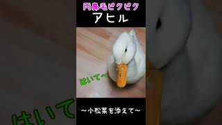 鼻毛ピクピクあひる