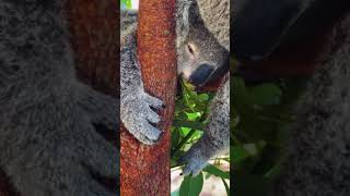 Koala sleep #koala #animal #shortsvideo