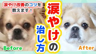 【実体験】犬の涙やけの治し方・改善に効くフードの選び方