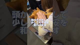 注射は苦手だけど、大好きな先生とお姉さんのおかげで頑張れた柴犬　#shorts #柴犬 #こん太