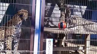 東山動植物園のジャガーのアスカ\u0026ユキヒョウのミュウ　（お隣が気になる編ショートバージョン）