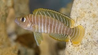 Neolamprologus Similis (Shelldweller)