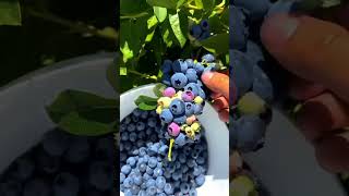 Beautiful Blueberry Harvest On The Farm #satisfying #shot #shortvideo #farmlife  #agricultureworld