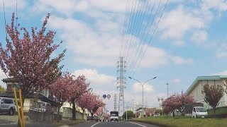 2017年4月24日　新緑の千駄堀～八重桜鉄塔通り