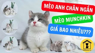 Mèo munchkin chân ngắn giá bao nhiêu? Mèo chân ngắn munchkin Bicolor có đắt k?