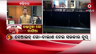 News Room Live : ରକ୍ତ ମୁଖା ଗୋ ମାଫିଆ !