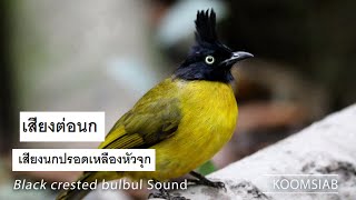 เสียงนกปรอดเหลืองหัวจุก Black crested bulbul Sound