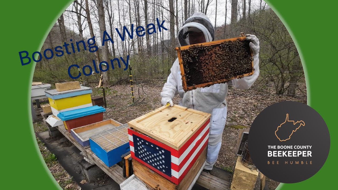 Boosting A Weak Hive Youtube