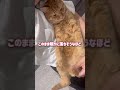 抱っこも猫吸いも大好きな超甘えん坊のボス猫【とらまる】