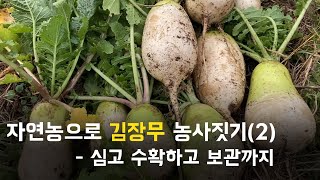 자연농으로 무 농사 짓기 2편 | 자가채종부터 수확까지 | 자연농 김장무