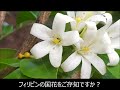 フィリピンの国花をご存じですか？