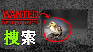 0607C①【カルガモ親子の安否は…】水路に落ちたヒナを探した大雨翌日【野鳥撮影の日記と観察、解説】