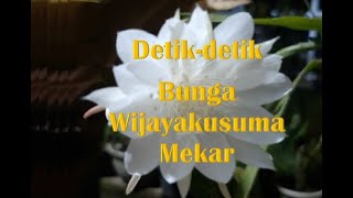 Detik-detik mekarnya Bunga Wijayakusuma