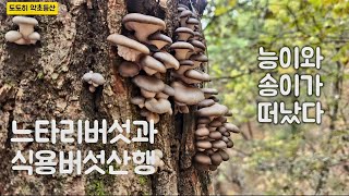 송이 능이  떠나고 야생 자연산 느타리버섯들이 엄청 올라 옵니다#자연산버섯#자연산느타리버섯#느타리버섯 ㆍ2