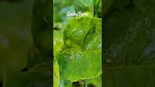 Citrus Leaf Miner Treatment