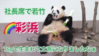 【のぞみ叶える諦めない🐼🌈彩浜ご満悦】75gで生まれた彩浜だからこその粘りと強さの大社長？！🌈Saihin is happy to eat fresh bamboo