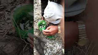 Plastic Bottles Fish Trap | Traditional//Simple Fish Trap