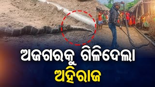 ଅଜଗରକୁ ଗିଳିଦେଲା ଅହିରାଜ  || King Cobra Feeds On Python || Anugul ||  Odisha Reporter